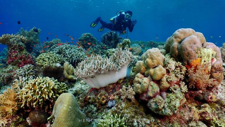 FOTO: Tim Dive Trip Adakan Perjalanan Tak Terlupakan di Labuhan Bajo, Meumere